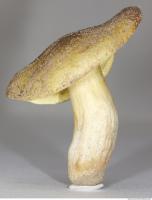 Photo Texture of Mushroom 0008